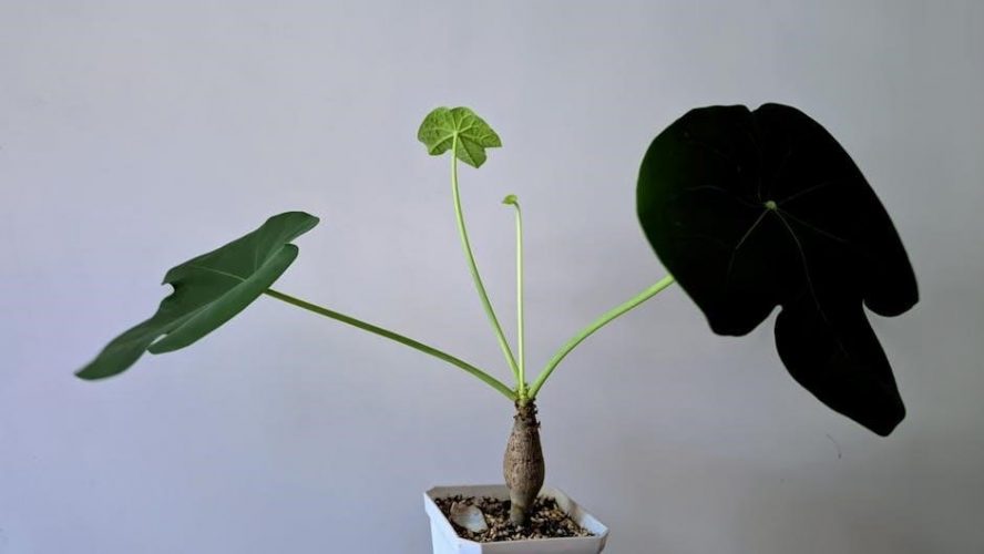 simple algebra questions and answers pdf